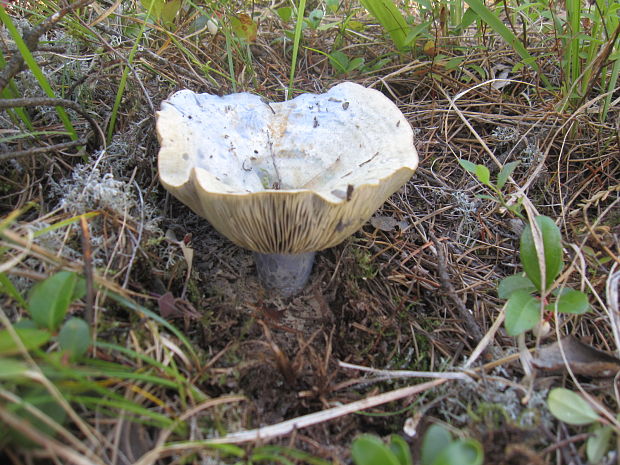 rydzik "modry" Lactarius indigo