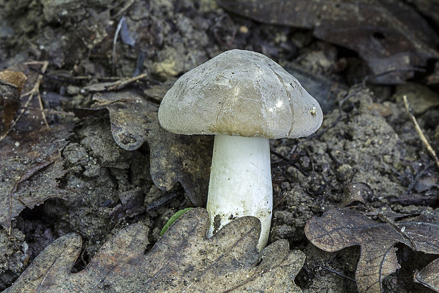 rýdzik Lactarius sp.