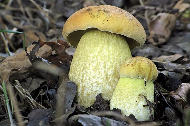 kozák žltopórový-kozák dubový Leccinellum crocipodium (Letell.) Della Maggiora & Trassinelli