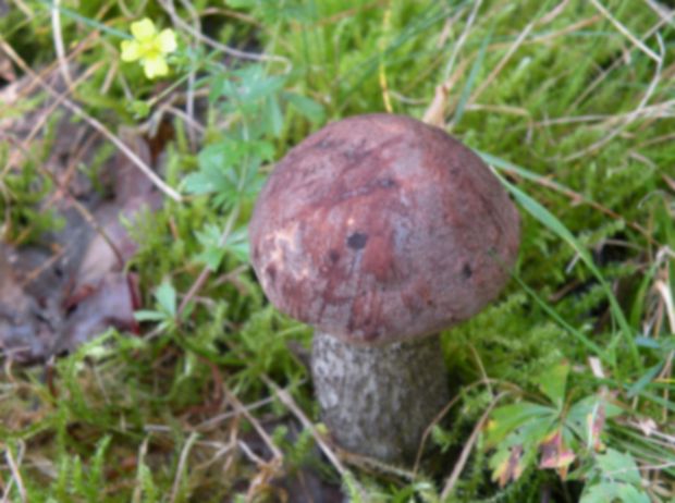 kozák Leccinum aerugineum (Fr.) Lannoy & Estadès