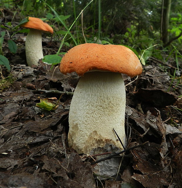 kozák osikový Leccinum albostipitatum den Bakker & Noordel.