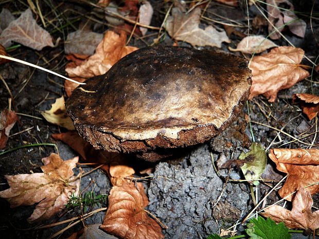 kozák topoľový Leccinum duriusculum (Schulzer ex Kalchbr.) Singer