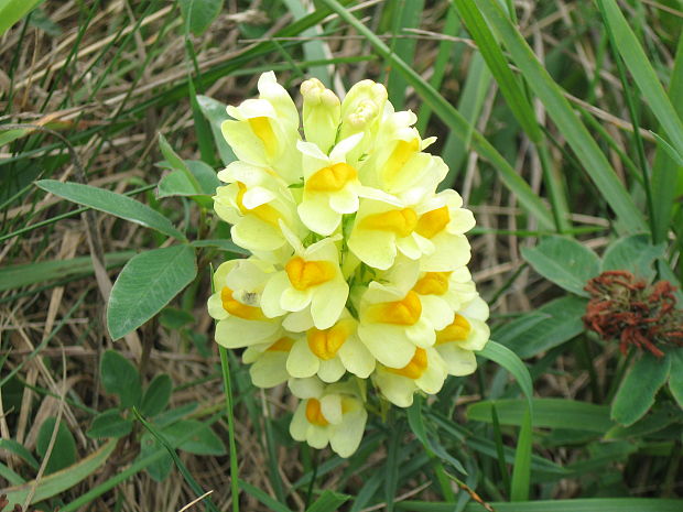 pyštek obyčajný Linaria vulgaris Mill.