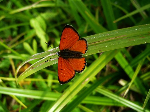 ohniváčik veľký Lycaena dispar