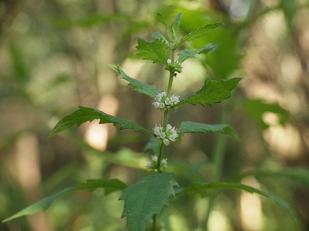 karbinec európsky  Lycopus europaeus L.