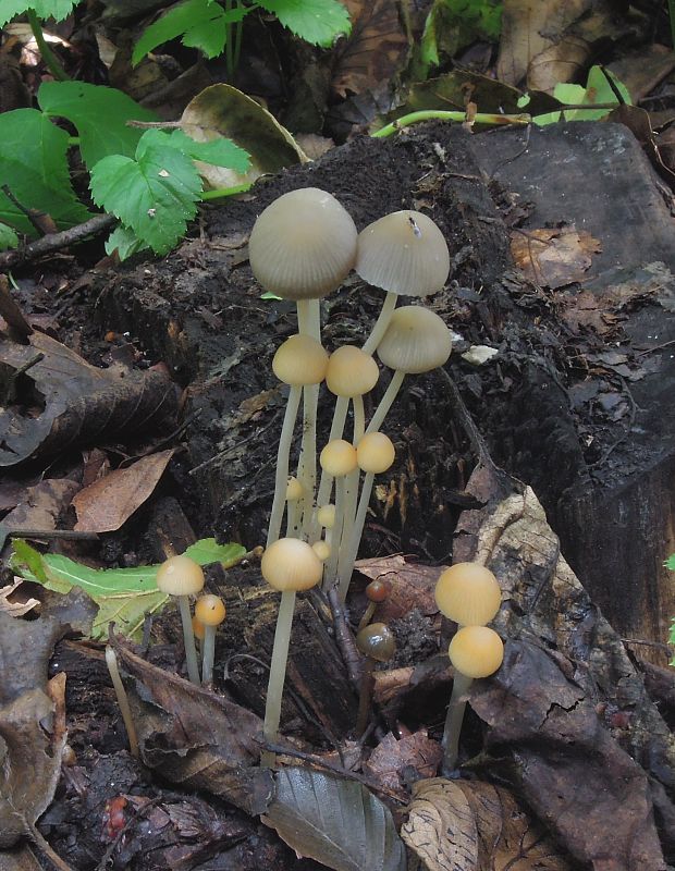 prilbička Mycena sp.