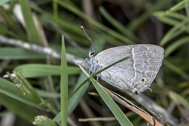 ostrôžkár dubový Neozephyrus quercus (L.) Pers.