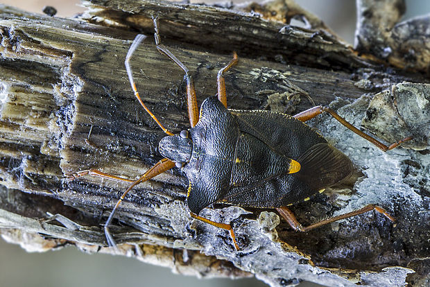 bzdocha červenonohá Pentatoma rufipes Linnaeus, 1758