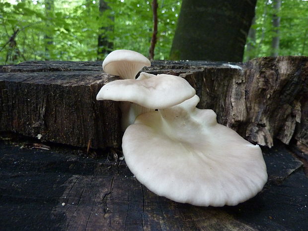 hliva buková Pleurotus pulmonarius (Fr.) Quél.