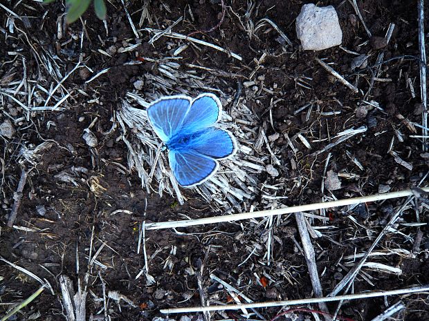 modráčik obyčajný Polyommatus icarus