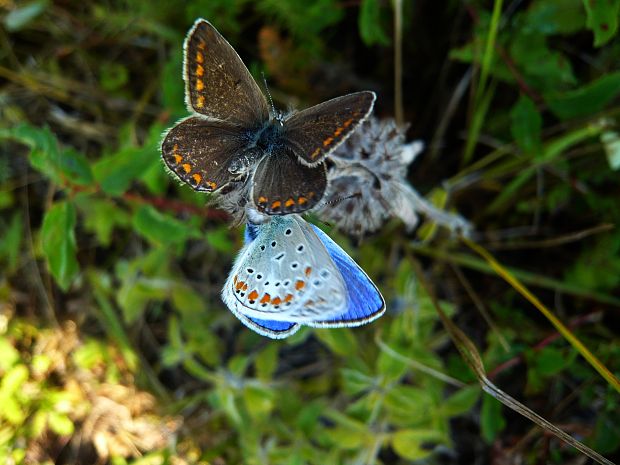 modráčik Polyommatus sp.