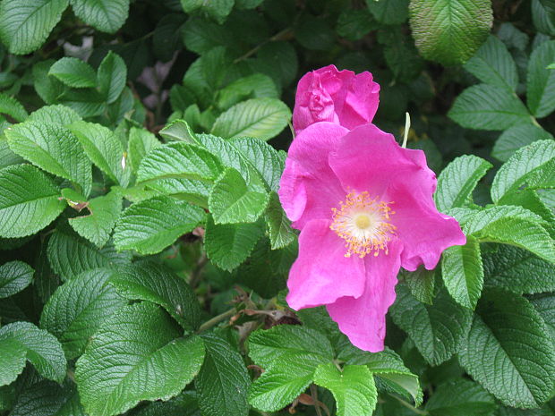 ruža vráskavá Rosa rugosa Thunb.