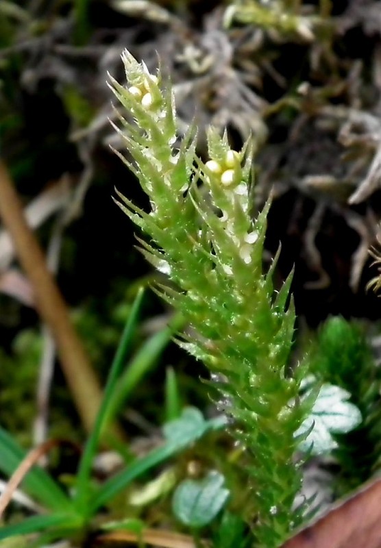 plavúnka brvitá Selaginella selaginoides (L.) Mart.