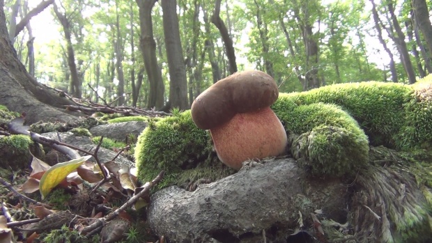 hríb zrnitohlúbikový Sutorius luridiformis (Rostk.) G. Wu & Zhu L. Yang