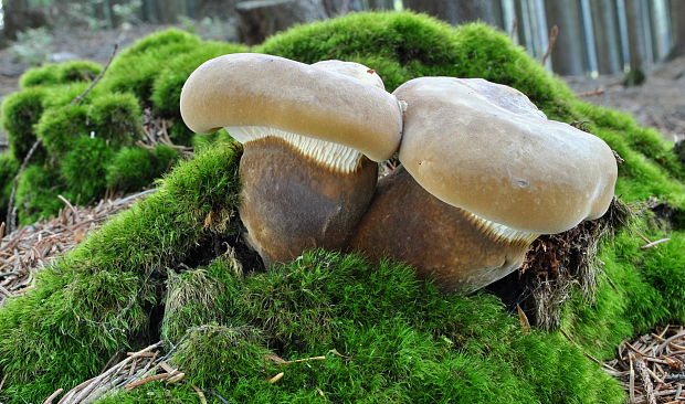 čechračka tmavohlúbiková Tapinella atrotomentosa (Batsch) Šutara