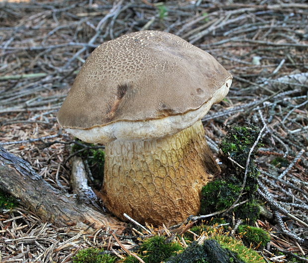 podhríb žlčový Tylopilus felleus (Bull.) P. Karst.