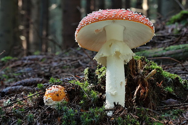 muchotrávka červená Amanita muscaria (L.) Lam.