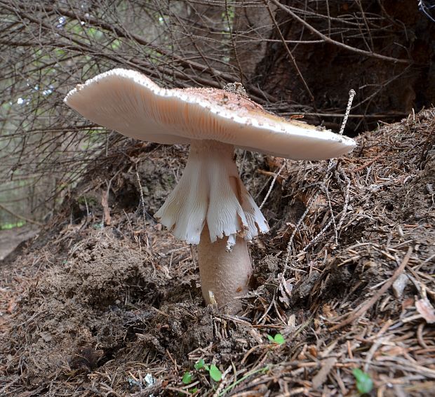 muchotrávka červenkastá Amanita rubescens Pers.