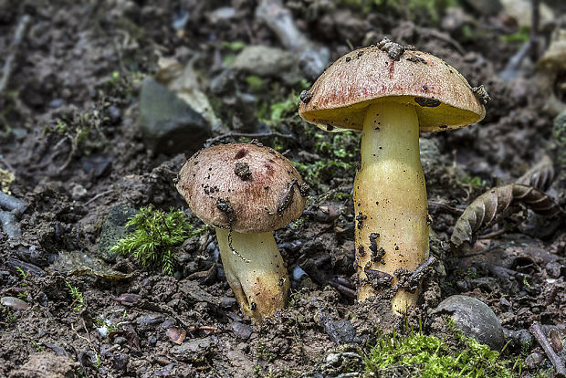 zlatohríb úhľadný Aureoboletus gentilis (Quél.) Pouzar