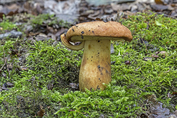 suchohríb moravský Aureoboletus moravicus (Vaček) Klofac