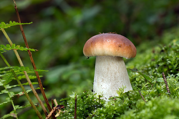 hríb smrekový Boletus edulis Bull.