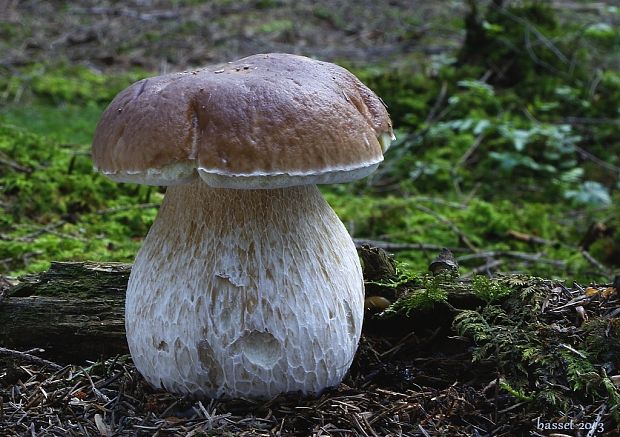 hríb smrekový Boletus edulis Bull.