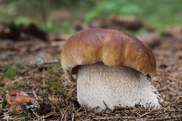 hríb smrekový Boletus edulis Bull.