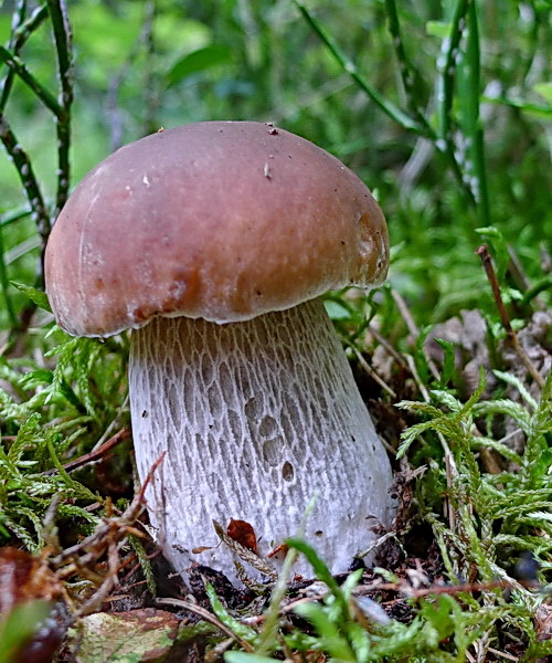 hríb smrekový Boletus edulis Bull.