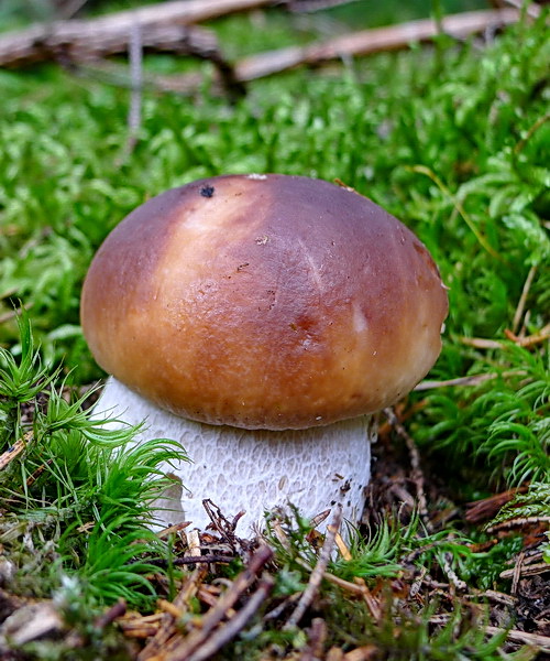 hríb smrekový Boletus edulis Bull.