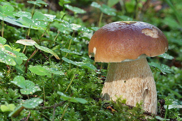 hríb smrekový Boletus edulis Bull.