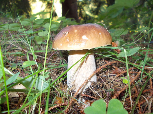 hríb smrekový Boletus edulis Bull.