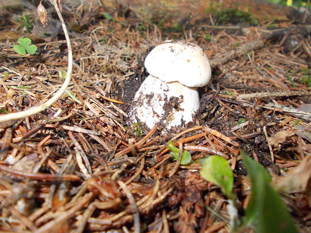 hríb smrekový Boletus edulis Bull.