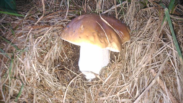 hríb smrekový Boletus edulis Bull.