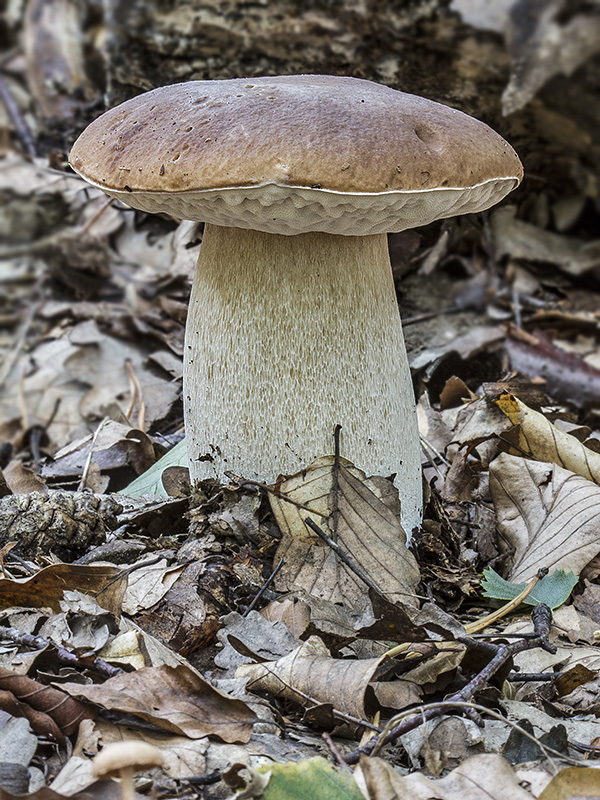 hríb smrekový Boletus edulis Bull.