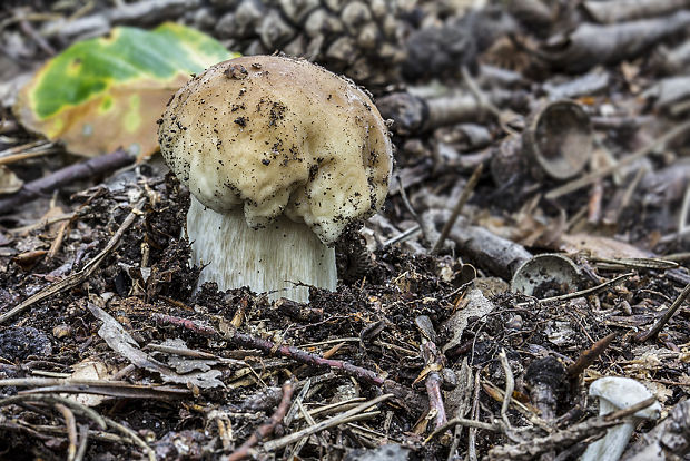 hríb smrekový Boletus edulis Bull.