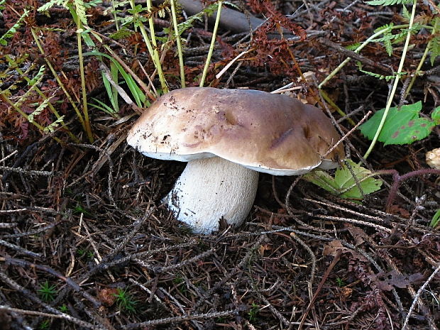 hríb smrekový Boletus edulis Bull.