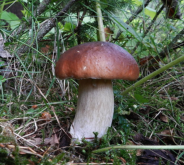 hríb smrekový Boletus edulis Bull.