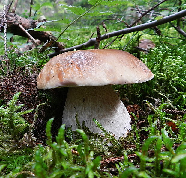 hríb smrekový Boletus edulis Bull.