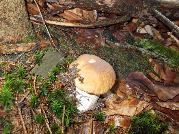 hríb smrekový Boletus edulis Bull.