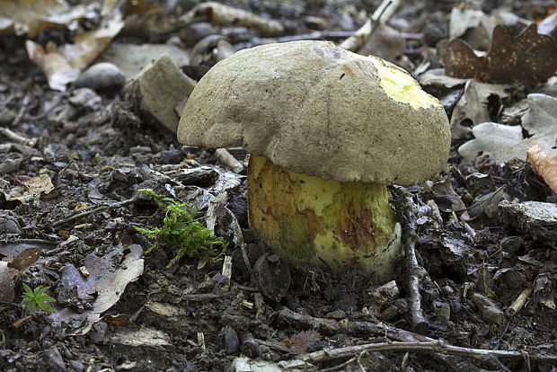 hríb Boletus sp.