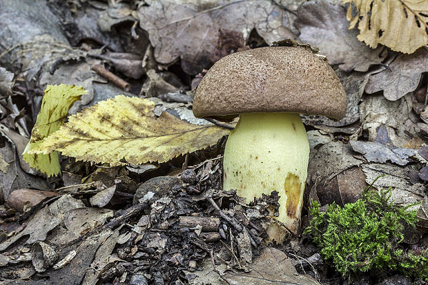 hríb príveskatý Butyriboletus appendiculatus (Schaeff. ex Fr.) Secr.