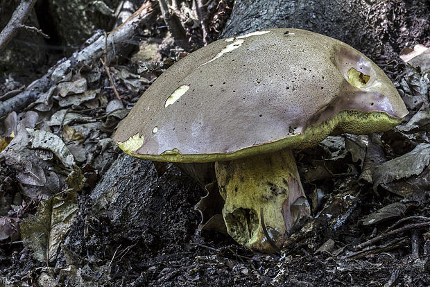 hríb nádherný Butyriboletus fuscoroseus (Smotl.) Vizzini & Gelardi