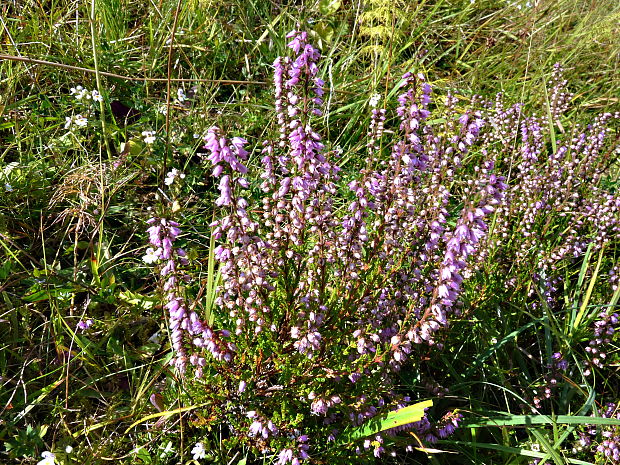 vres obyčajný Calluna vulgaris (L.) Hull