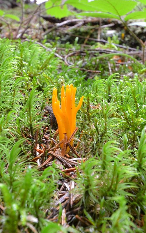 parôžkovec lepkavý Calocera viscosa (Pers.) Fr.