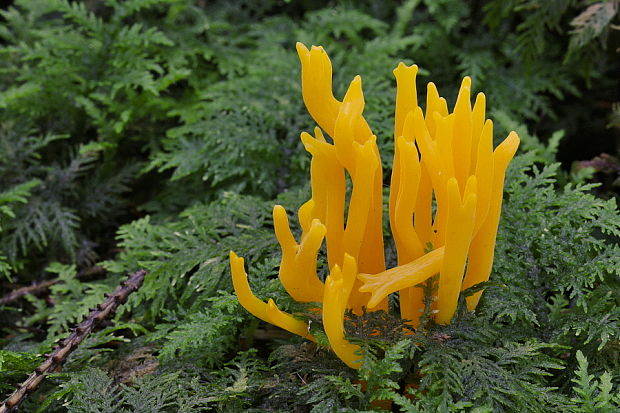 parôžkovec lepkavý Calocera viscosa (Pers.) Fr.