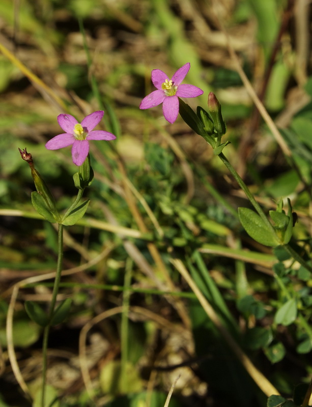 zemežlč spanilá Centaurium pulchellum (Sw.) Druce