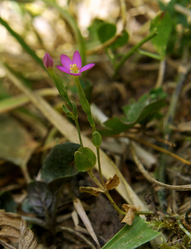 zemežlč spanilá Centaurium pulchellum (Sw.) Druce