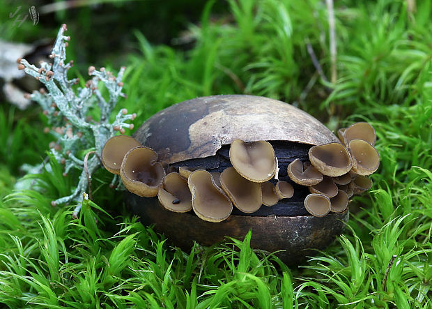 jahňadka Batschova Ciboria batschiana (Zopf) N.F. Buchw.