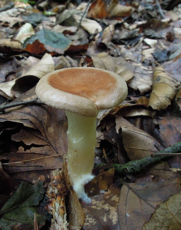 strmuľka lievikovitá Clitocybe gibba (Pers.) P. Kumm.