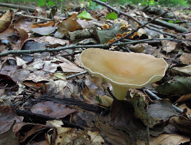 strmuľka lievikovitá Clitocybe gibba (Pers.) P. Kumm.